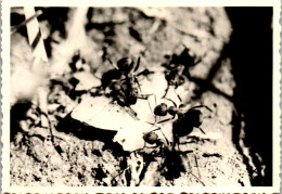Photographie Photo Vintage Snapshot Amateur Insecte Fourmi Ombre - Otros & Sin Clasificación