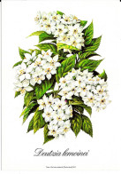 Deutzia Lemoinei - Blumen