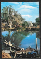 Louisiana, Along The Bayou, Unused. - Sonstige & Ohne Zuordnung