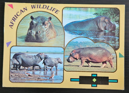 Hippopotami, Zimbabwe - Flusspferde