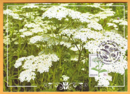 2016  Moldova Moldavie Moldau. MAXICARD  Wildflowers Of Moldova  Flowers, - Moldavia