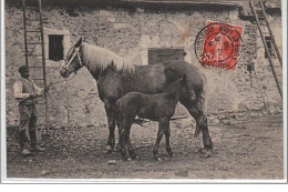 DOMAINE DE CHAMPEAUX (MARGON) : Une Jument Et Son Poulain Dans Son élevage Au Perche - Très Bon état - Autres & Non Classés