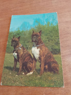 565 //  CHIENS - Honden