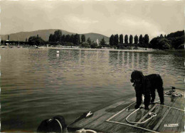 73 - Aix Les Bains - La Plage - Chiens - Caniche - Mention Photographie Véritable - Carte Dentelée - CPSM Grand Format - - Aix Les Bains