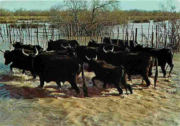 Animaux - Vaches - Camargue - Manade De Taureaux - CPM - Voir Scans Recto-Verso - Vaches