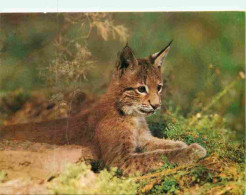 Animaux - Fauves - Lynx - Mlady Rys Ostrovid - Rys Ostrovid - Mlada - Zoo - CPM - Voir Scans Recto-Verso - Altri & Non Classificati