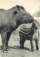 Animaux - Makis Catta - Parc Zoologique De Doué La Fontaine - CPM - Voir Scans Recto-Verso - Other & Unclassified