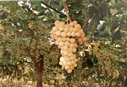 Canicattì Agrigento Sagra Dell'Uva Italia Festival Du Raisin Sicile - Agrigento