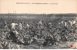 34 - MARAUSAN - SAN33126 - Les Vignerons Libres - Les Vendanges - Agriculture Vigne Métier - Andere & Zonder Classificatie