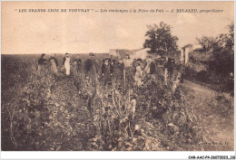 CAR-AACP4-37-0326 - Les Grands Crus De VOUVRAY - Les Vendanges à La Piece Du Puit - Agriculture - Vouvray
