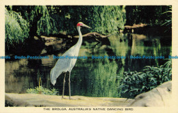 R624202 Brolga. Australias Native Dancing Bird. Kodachrome Reproduction. Nucolor - World