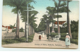 Antilles - Avenue Of Palms - Belleville - BARBADOS - Barbados