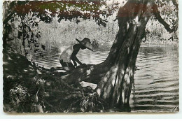 Guadeloupe - Petit-Bourg - Sur Les Bords De La Rivière Moustique Le Petit Pêcheur D'écrevisses - Sonstige & Ohne Zuordnung