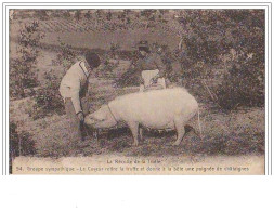 La Récolte De La Truffe Groupe Sympathique Le Caveur Retire La Truffe Et Donne à La Bête Une Poignée De Chataigne - Autres & Non Classés