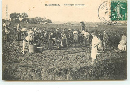 DAMAZAN - Vendanges à Loustalet - Damazan