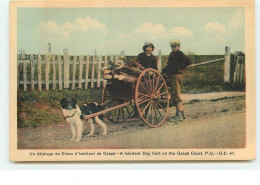 Un Attelage De Chien D'habitant De GASPE - Gaspé