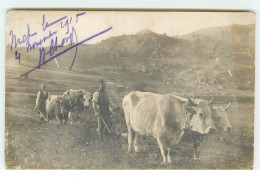 Attelage De Boeufs - Labourage - Macédoine Du Nord