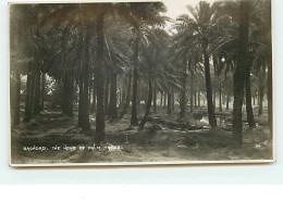 BAGHDAD - The Home Of Palm Trees - Iraq