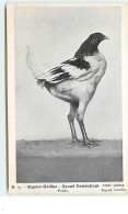 PARIS - Exposition D'Aviculture - C. Robert Photo - Poule - Espèce Galline - Grand Combattant - N°19 - Ausstellungen