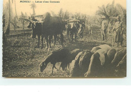 COMORES - MOHELI - Labour D'une Cocoteraie - Comoren