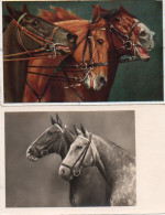 4V5Hy    Cheval Chevaux Lot De 2 Cpa Jolis Portraits - Horses
