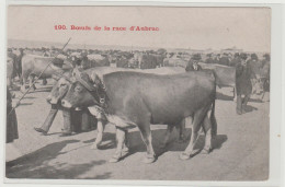 Boeufs De La Race D'Aubrac - Other & Unclassified