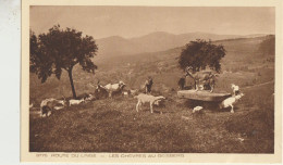 Route Du Linge_68   Carte Non Circulée  Les Chevres En Pature Au Geisberg - Autres & Non Classés