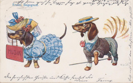 Dackel Teckel Dachshund  Bassotto V.O. ST Chien Cani, Hunde. Old Dog PC. Cpa. 1910 - Chiens