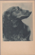 Dackel Teckel Dachshund  Bassotto Chien Cani, Hunde. Old Dog PC. Cpa. 1932 - Dogs