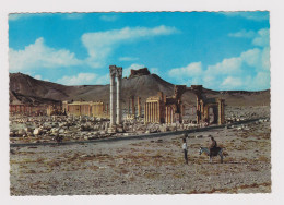 Syria Syrie PALMYRA PALMYRE Great Colonnade Ruins, View Vintage Photo Postcard RPPc AK (53647) - Syria