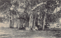 Sri Lanka - NEGOMBO - Banyan Tree Near Esplanade - Publ. Plâté Ltd. 237 - Sri Lanka (Ceylon)