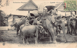 Laos - Eléphants Royauax De Luang-Prabang - Jeune éléphant Têtant Sa Mère - Ed. Collection Raquez -  - Laos