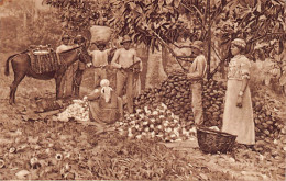 Trinidad - Splitting The Cocoa Pods And Extracting The White, Muddy Kernels - Publ. Joh. Gottl. Hauswaldt.  - Trinidad