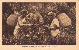 SRI LANKA - Missions Of Ceylon - Tea Picking - Publ. Missionnaires Oblats De Marie-Immaculée - Série VIII - Sri Lanka (Ceilán)
