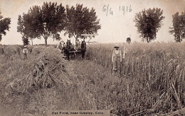 GREELEY (CO) Oat Field - Sonstige & Ohne Zuordnung