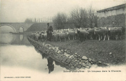 16* CHARENTE  Un Troupeau  - Moutons       RL21,2026 - Crías