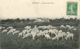 78* THOIRY  Dans Les Pres – Moutons         RL43,1294 - Crías