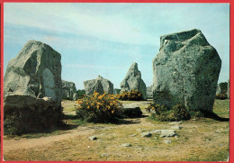 Vieilles Pierres - Les Alignements De Kermario (près De 130 Menhirs) - Mégalithes De La Région De Carnac - Sonstige & Ohne Zuordnung