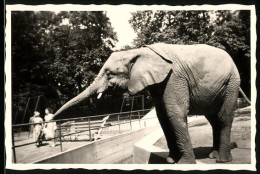 Fotografie Elefant In Einem Zoogehege  - Sonstige & Ohne Zuordnung