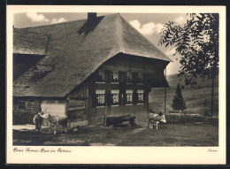 AK Bernau I. Schwarzwald, Hans Thoma-Haus Mit Weidenden Kühen  - Otros & Sin Clasificación