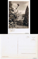 Ansichtskarte Konstanz Foto Ansichtskarte - Insel Mainau 1930 - Konstanz