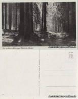 Oberhof (Thüringen) Im Schönen Thüringer Wald Bei Oberhof 1933 - Oberhof