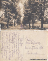 Postcard Liboch (Elbe) Liběchov Allee (Alej) - Foto AK 1919 - Czech Republic