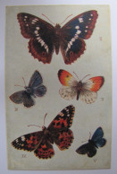 INSECTES - Papillons - Insekten
