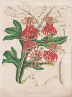Stenocarpus Cunninghami - Australia Australien / Flower Blume Flowers Blumen / Pflanze Planzen Plant Plants / - Stiche & Gravuren