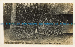 R628642 Eastbourne. His Highness The Peacock. Hampden Park. F. A. Hutchinson - Monde