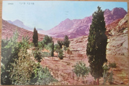 ISRAEL EGYPT SINAI DESERT FIRAN OASIS POSTKARTE POSTCARD CARTOLINA KARTE ANSICHTSKARTE CARD CARTE POSTALE - Israel