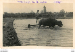 CARTE PHOTO SAIGON LABOURAGE DE LA RIZIERE - Vietnam