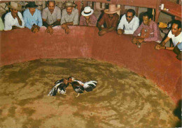 Martinique - Rivière Pilote - Pitt Cléry - Combat De Coqs - Cockfighting - CPM - Carte Neuve - Voir Scans Recto-Verso - Altri & Non Classificati