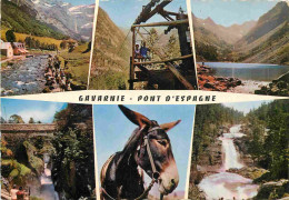 Animaux - Anes - Pyrénées - Anes De Gavarnie - Pont D'Espagne - Multivues - Donkeys - Burros - Esel - Asini - Carte Dent - Esel